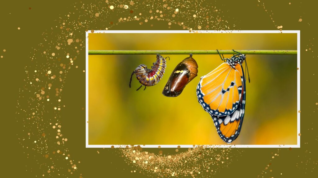 Caterpillar becoming the butterfly
