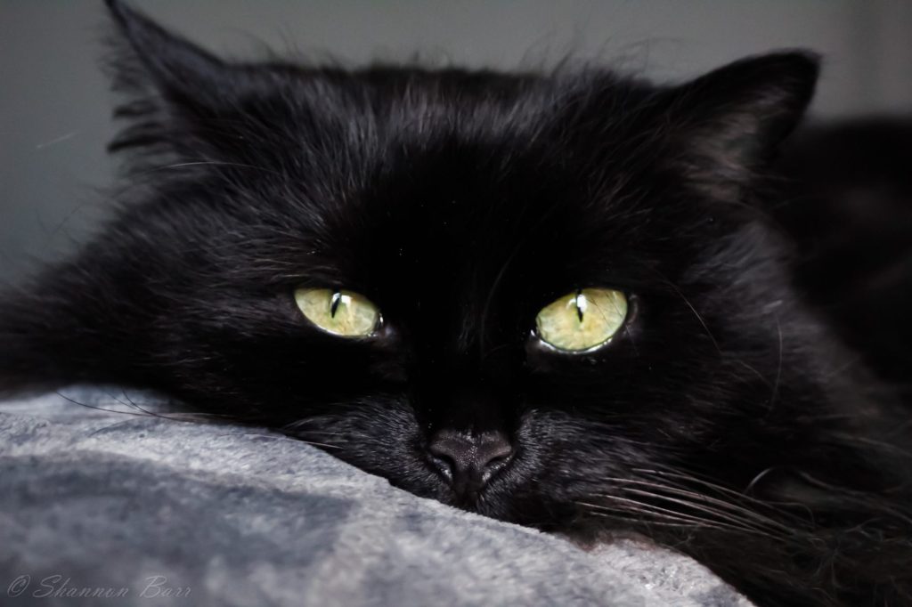 Black Cat Friday the 13th